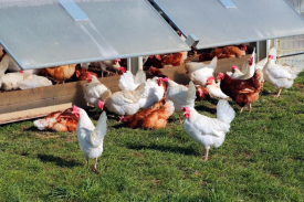 现代化规模；；臣巴涝准庸は钅靠尚行匝芯勘ǜ