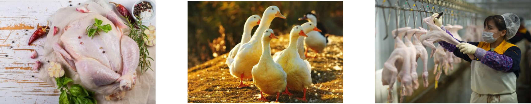 新利luck18(中国)体育·官方网站