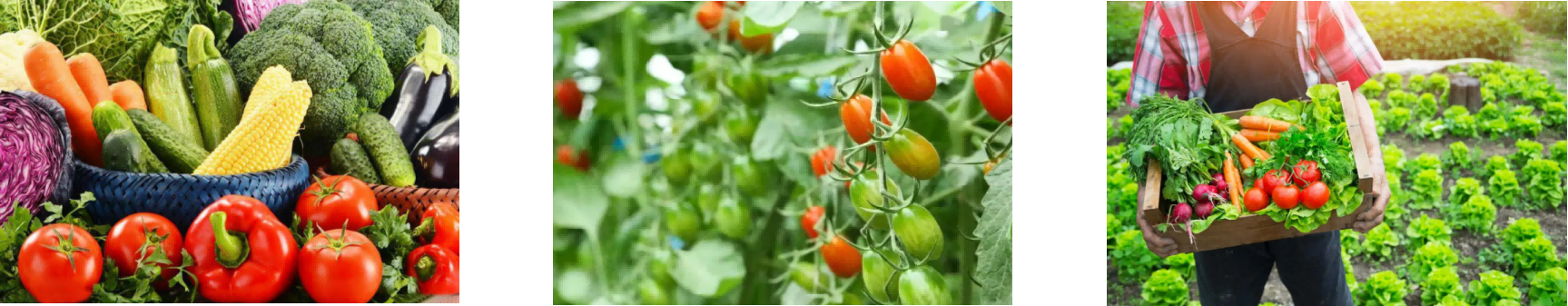 新利luck18(中国)体育·官方网站