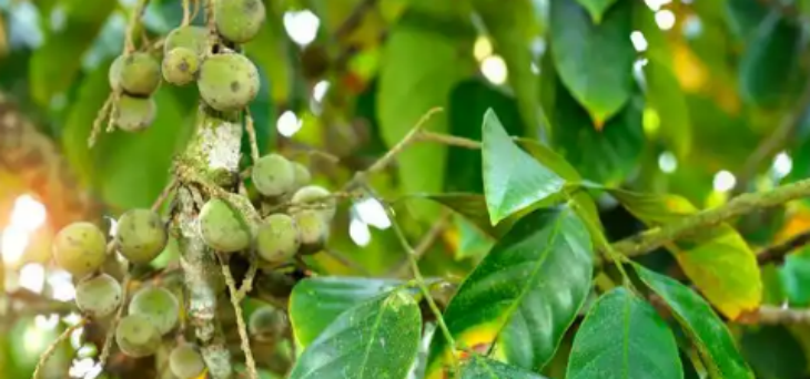 新利luck18(中国)体育·官方网站