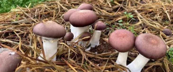 新利luck18(中国)体育·官方网站